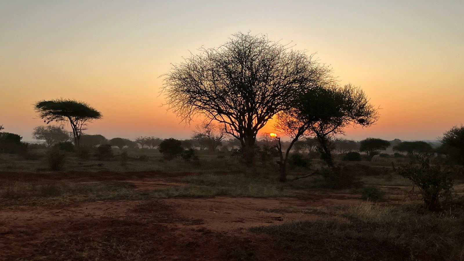 The sun rising over open African bushveld